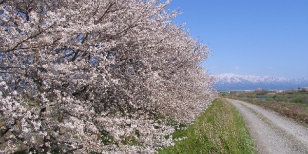 新発田市の画像